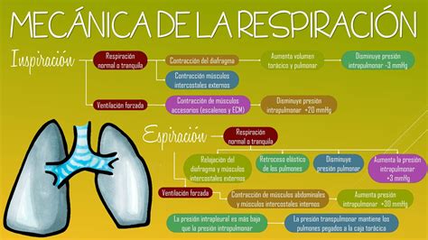Respiración (fisiología) .